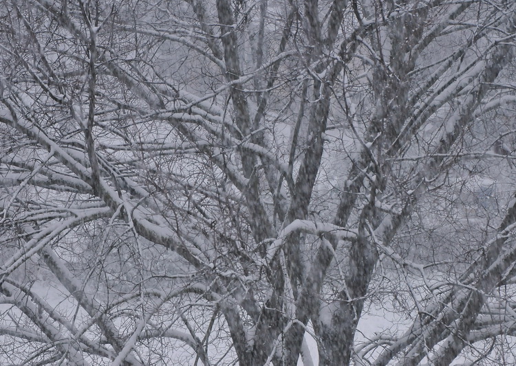 Nevica!!!